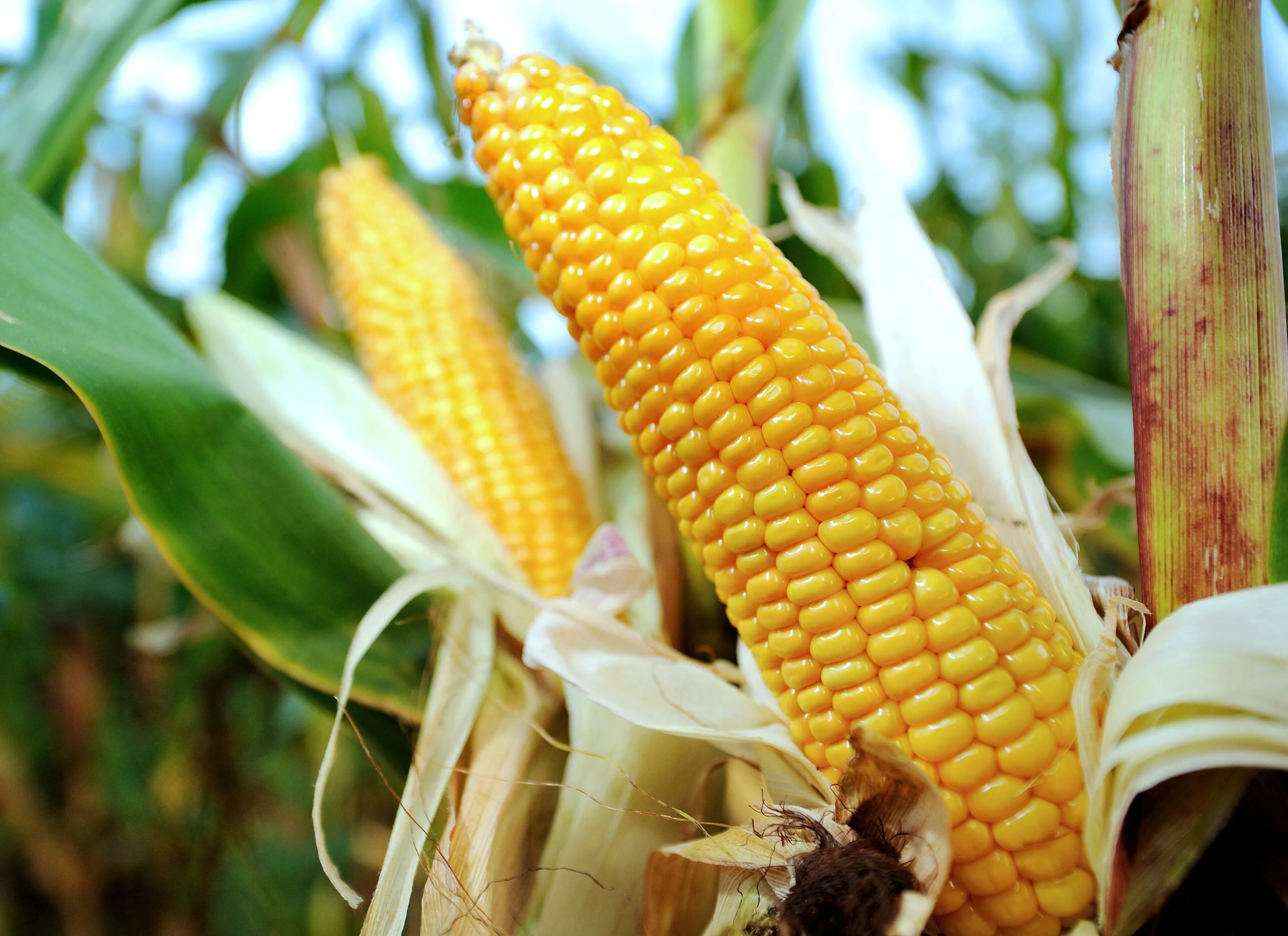 GMO crops are&nbsp;as harrowing as they are inspiring.&nbsp;Photographer: Philippe Huguen&nbsp;