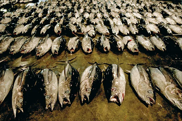 Katsuura's fish market: Japanese banks and ­institutions have put at least $281 million into funds that invest in farms and fish ponds