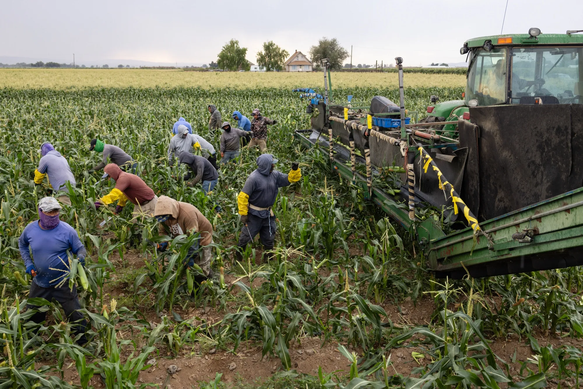 Workers harvest corn at Yakama Nation Farms in Wapato, Washington.