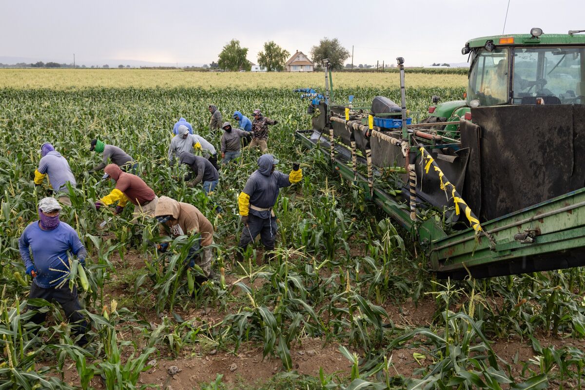 Corn Drops Amid Record US Harvest - News Directory 3