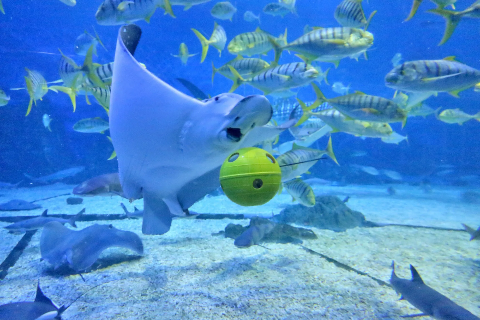 A ray swims at the Haichang Whale Shark Ocean Park in Yantai, China.