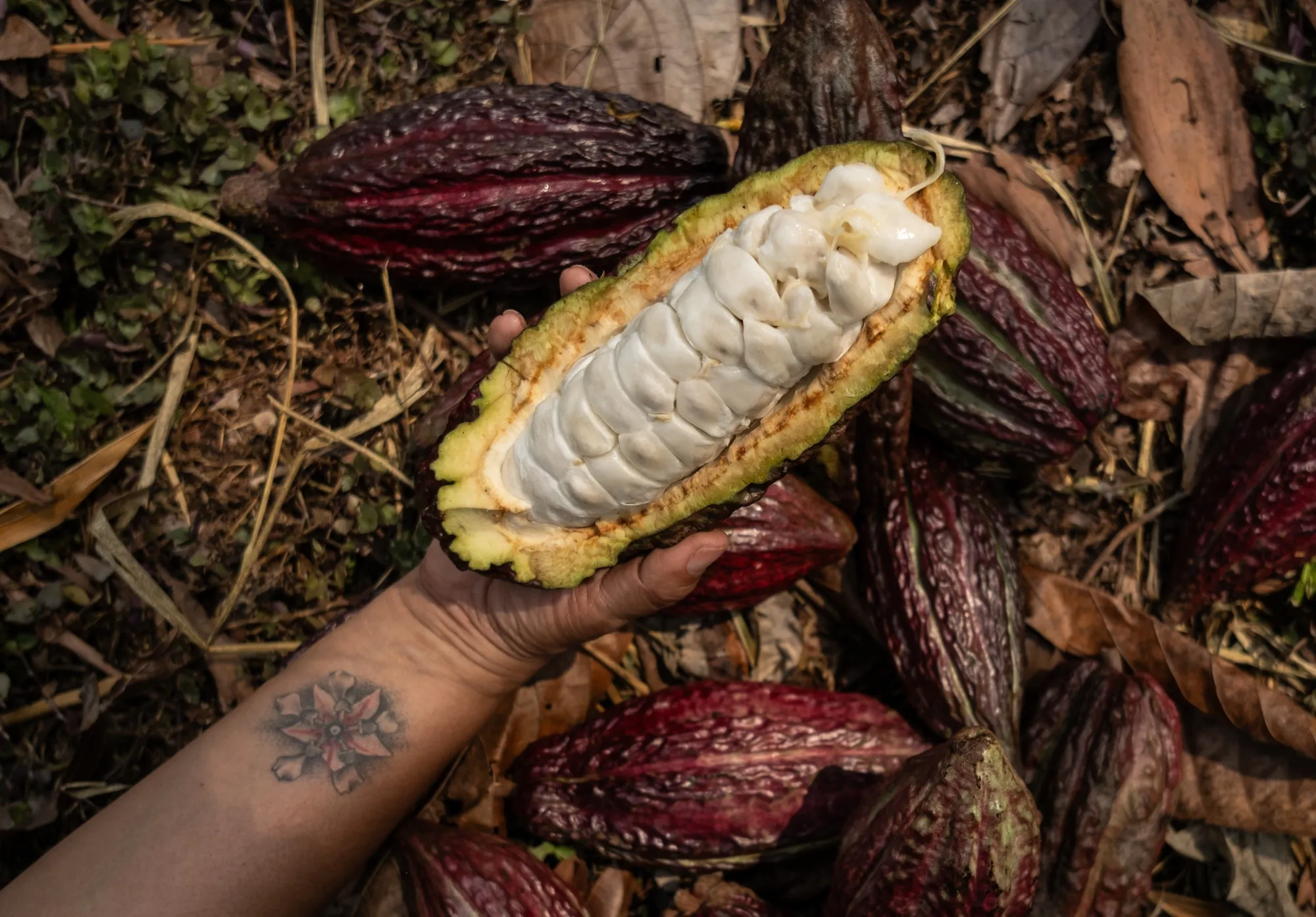 Cocoa fruit.