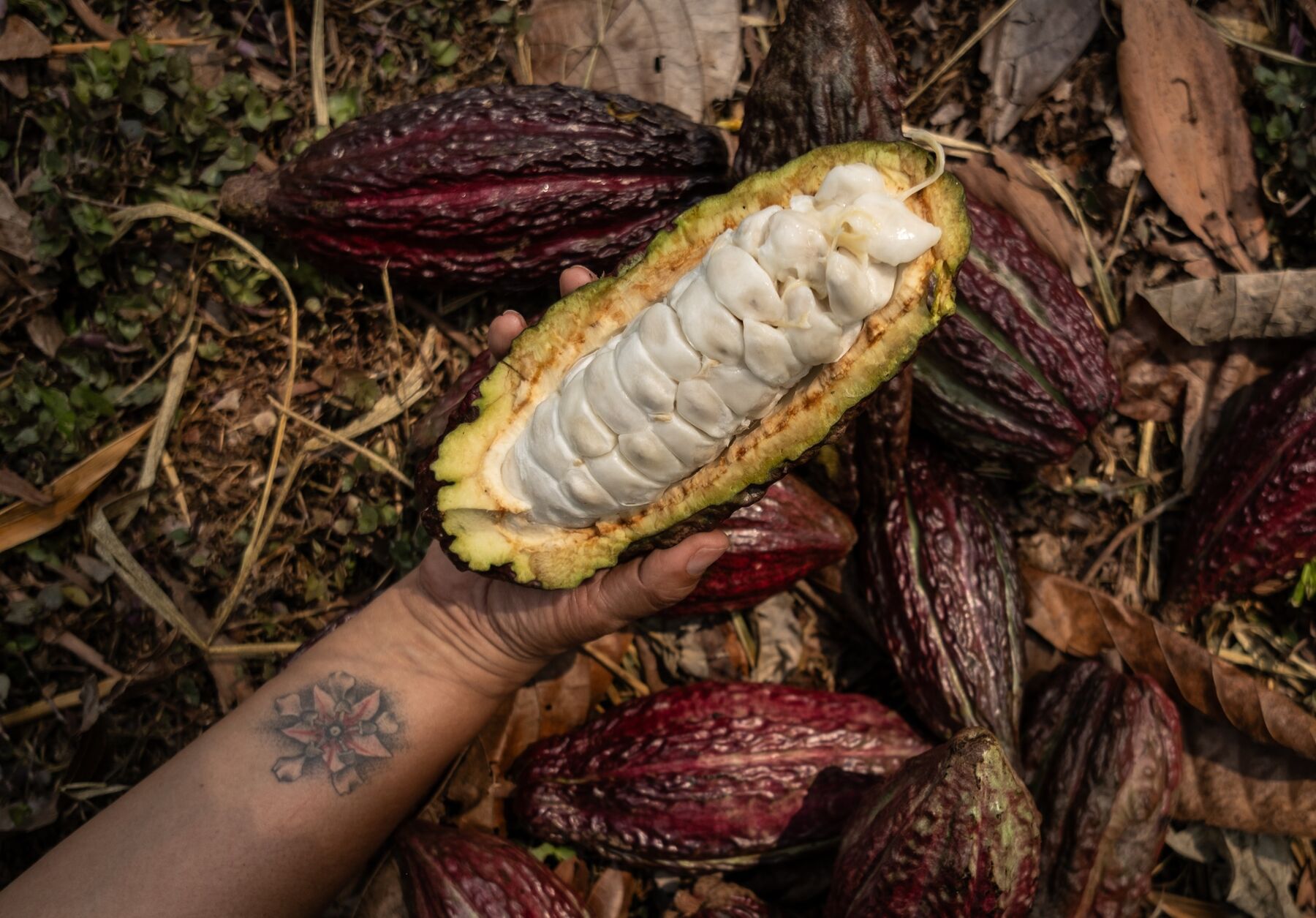 Cocoa Extends Gains as Supply Shortage Keeps Price Near Record Bloomberg