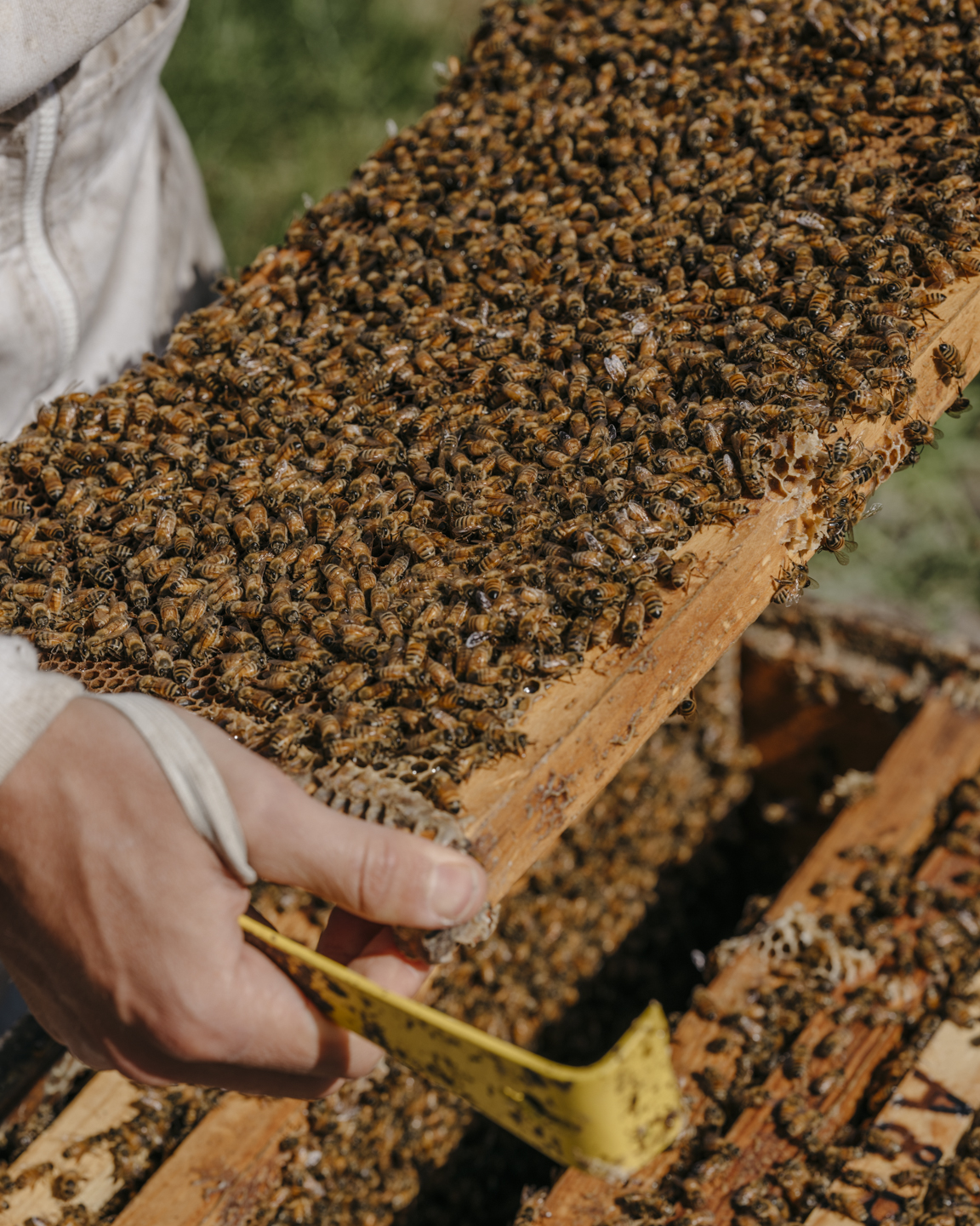 Better Bees May Be Able to Remake a $435 Million Crop Business