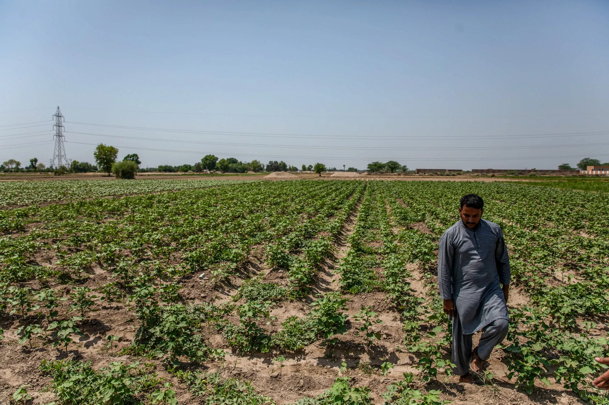 Pakistani farmer inspecting a crop field