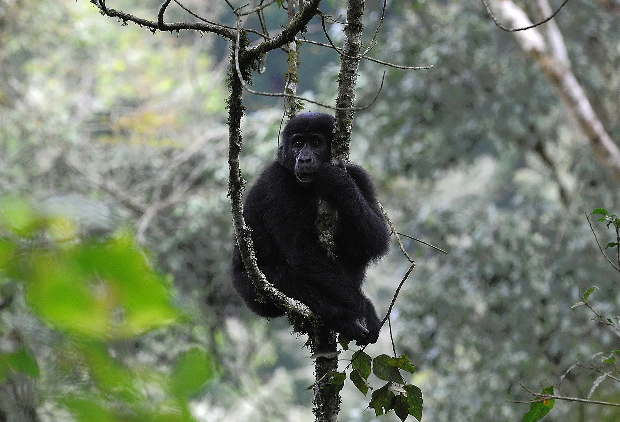 A&nbsp;mountain gorilla&nbsp;in forest bordering Democratic Republic of Congo and Rwanda.&nbsp;