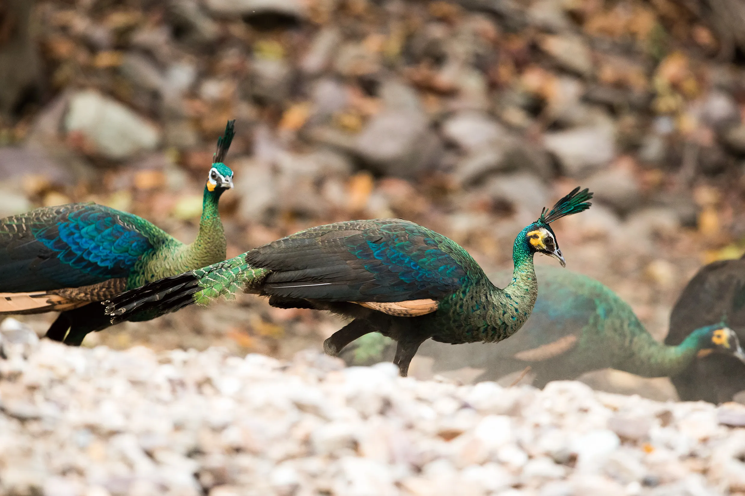 China’s endangered Green Peafowl.