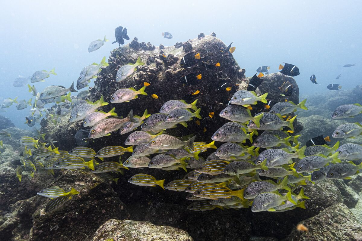 Swen Capital Raises €160 Million in Ocean Fund’s First Close