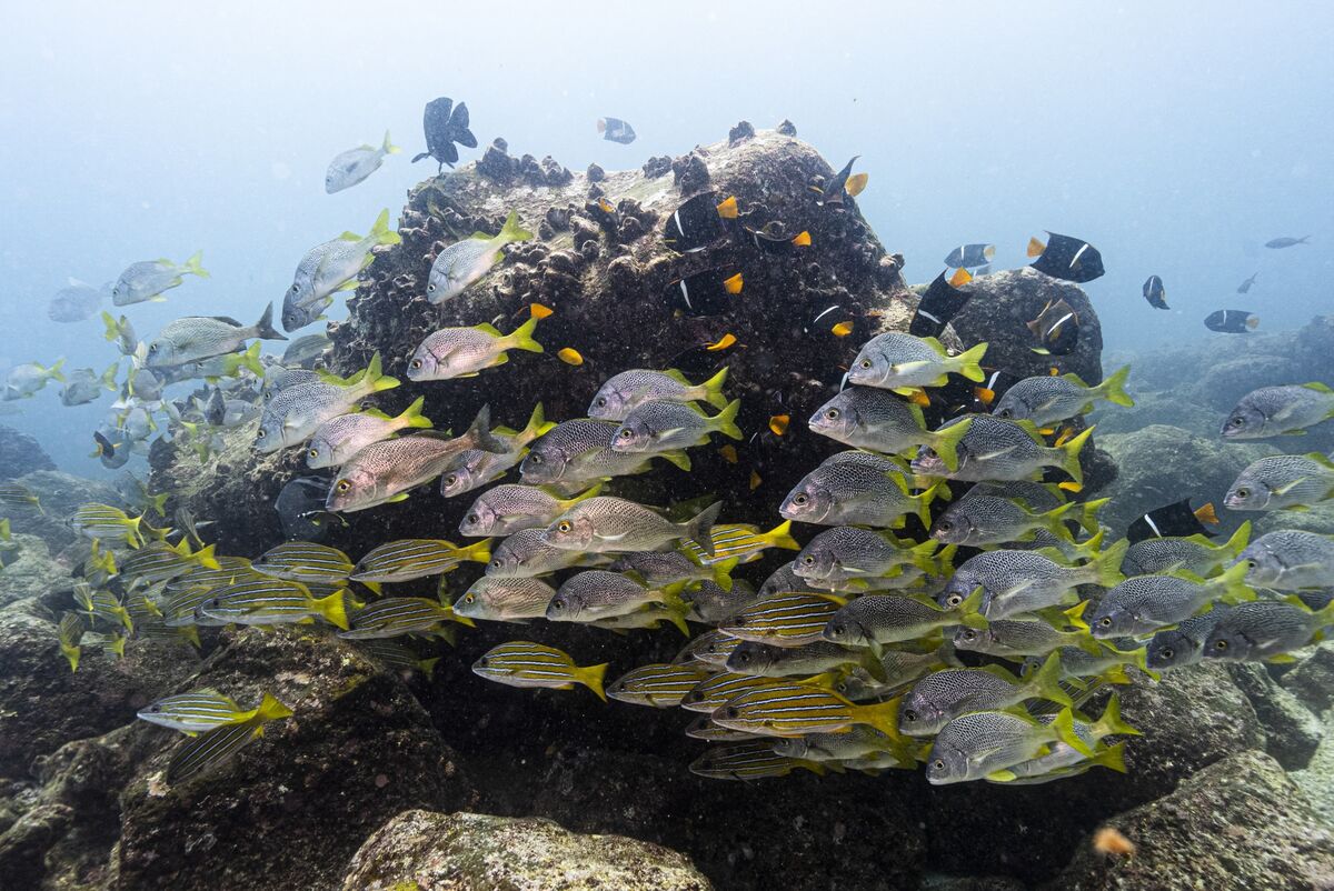 🟪"Swen Capital Partners: 160 Milioni di Euro per Rigenerare la Biodiversità Oceanica"