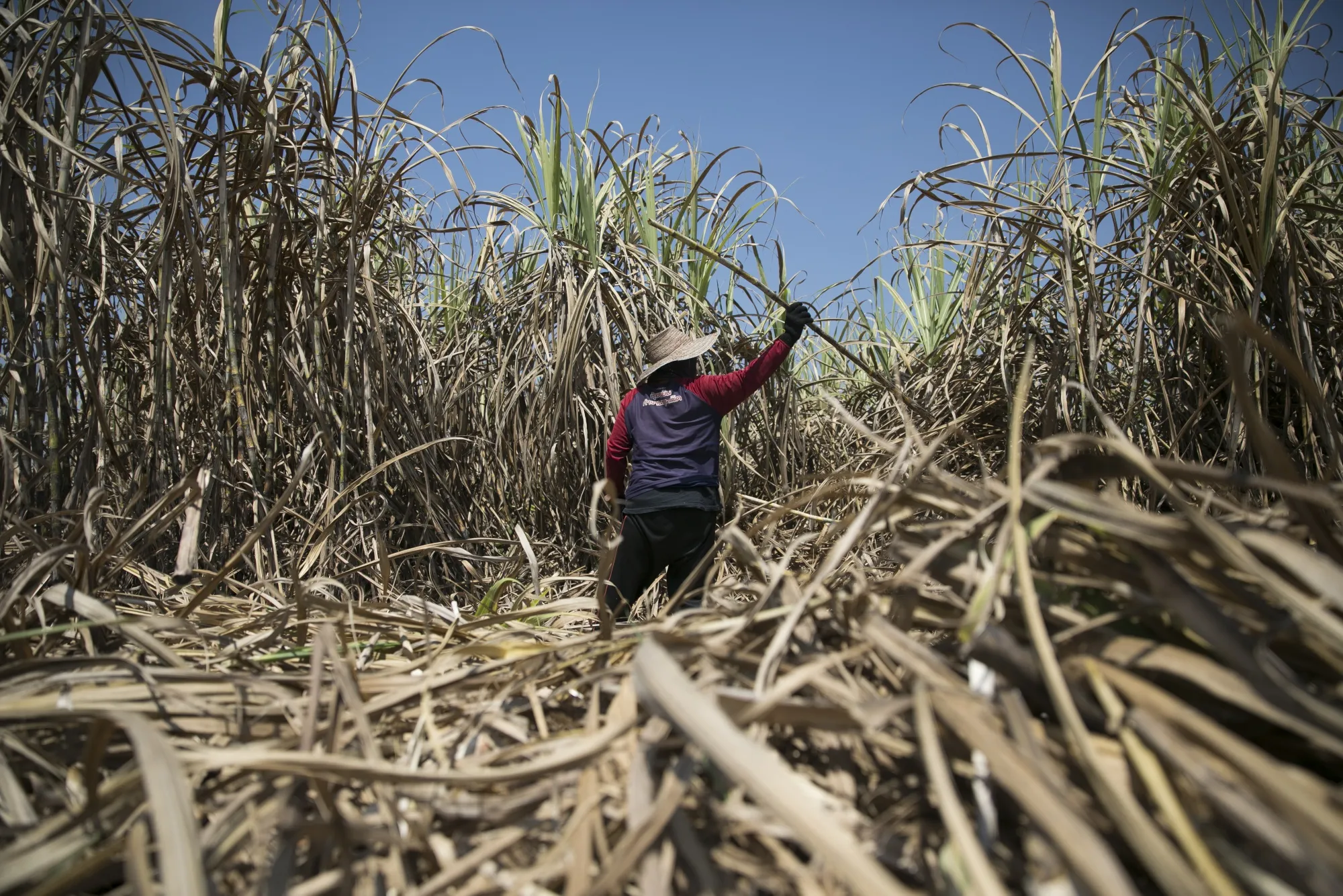 A farmer collects sugarcane at a farm in the Nam Phong district of Khon Kaen, Thailand.