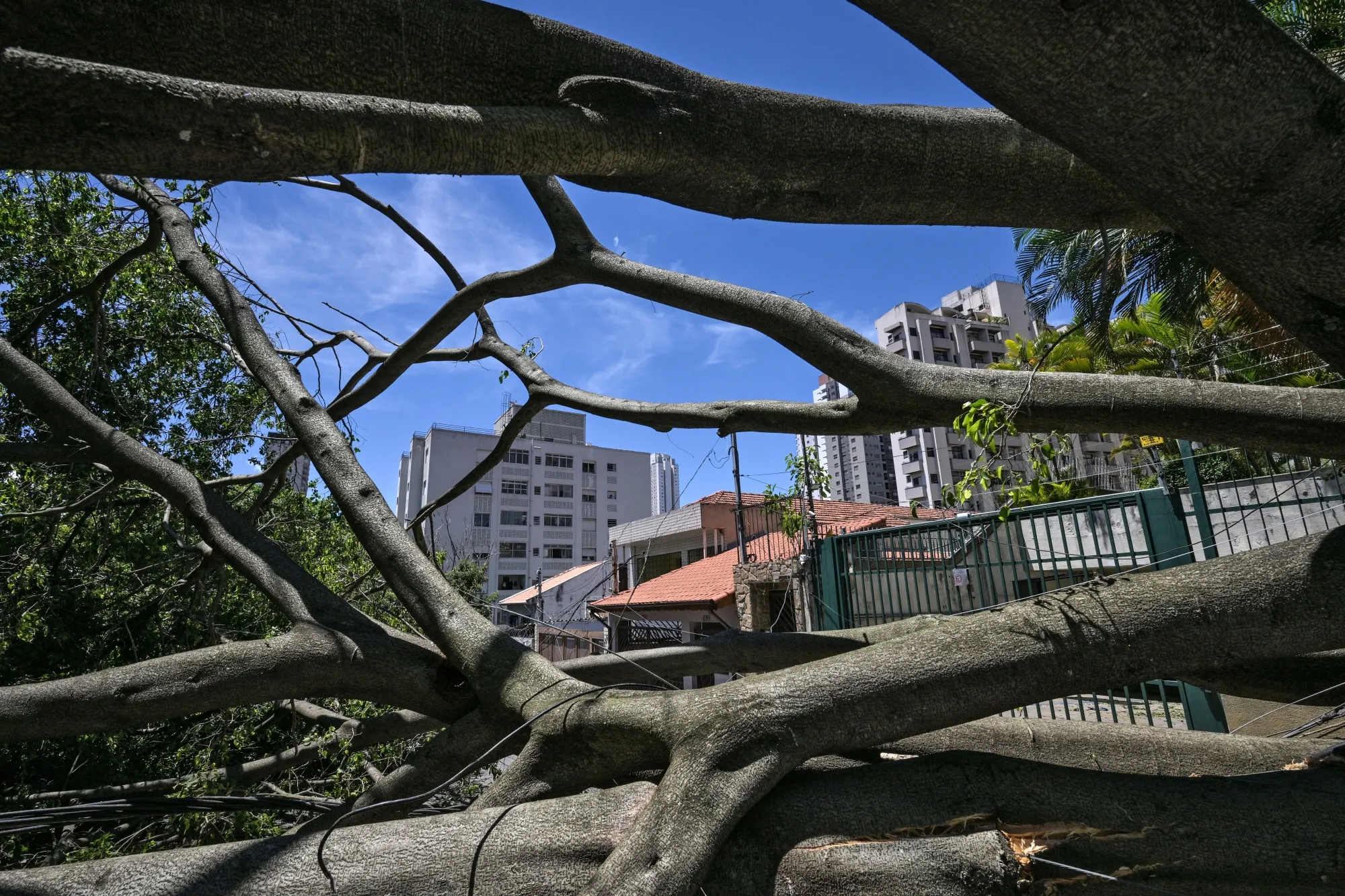 Fallen trees after strong winds in Sao Paulo on Dec. 11.