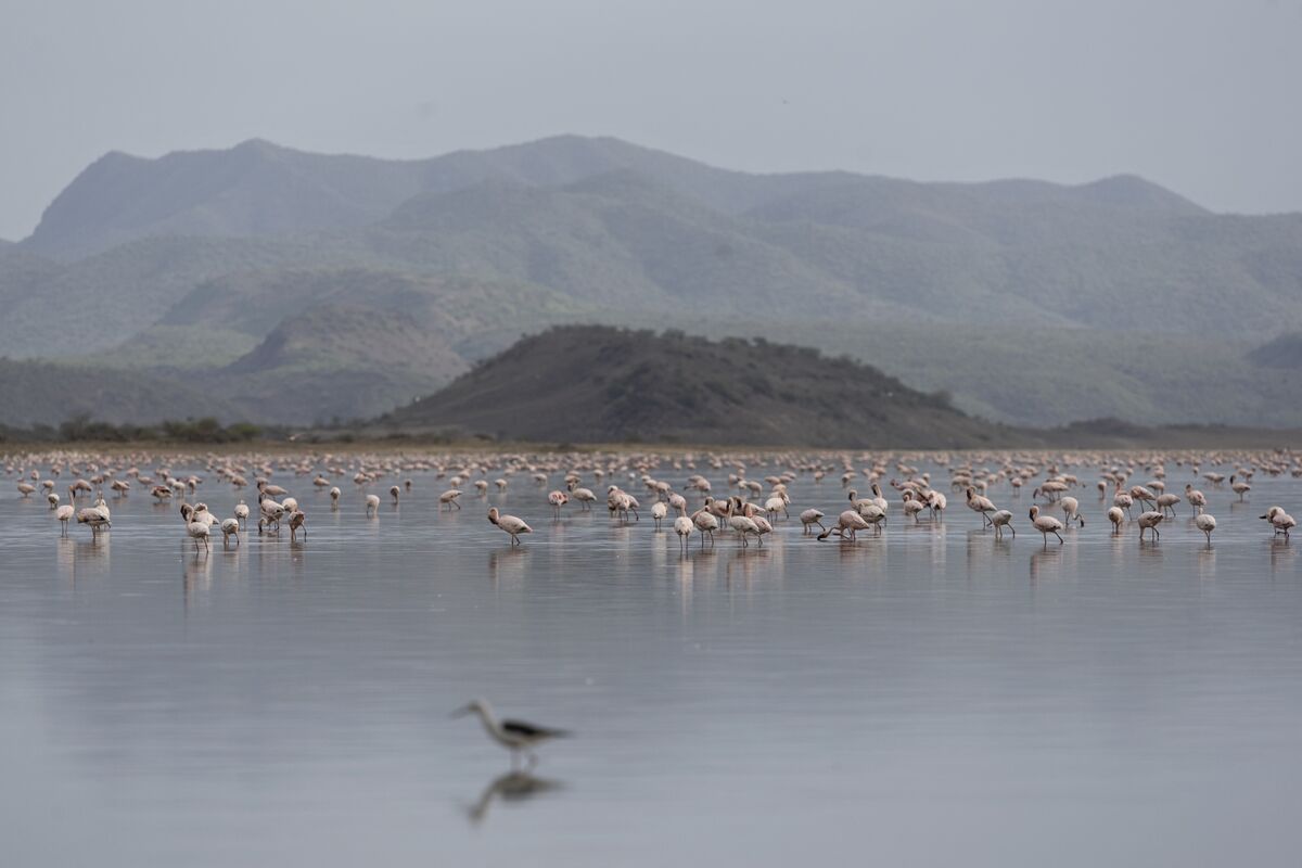 bloomberg.com - Helen Nyambura - Fight Over Tata Soda-Ash Mine Divides Impoverished Kenya Region