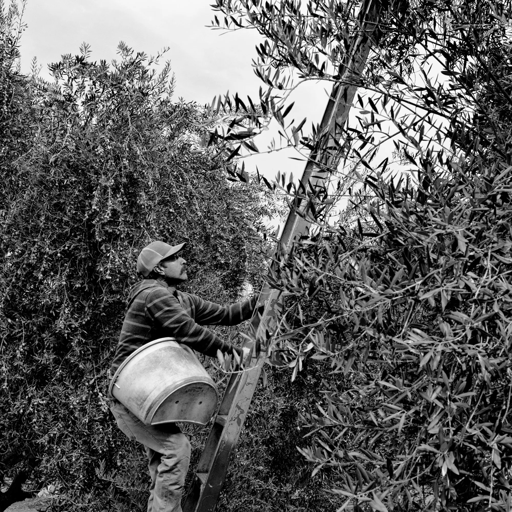 Harvesting olives in Woodlake, California.