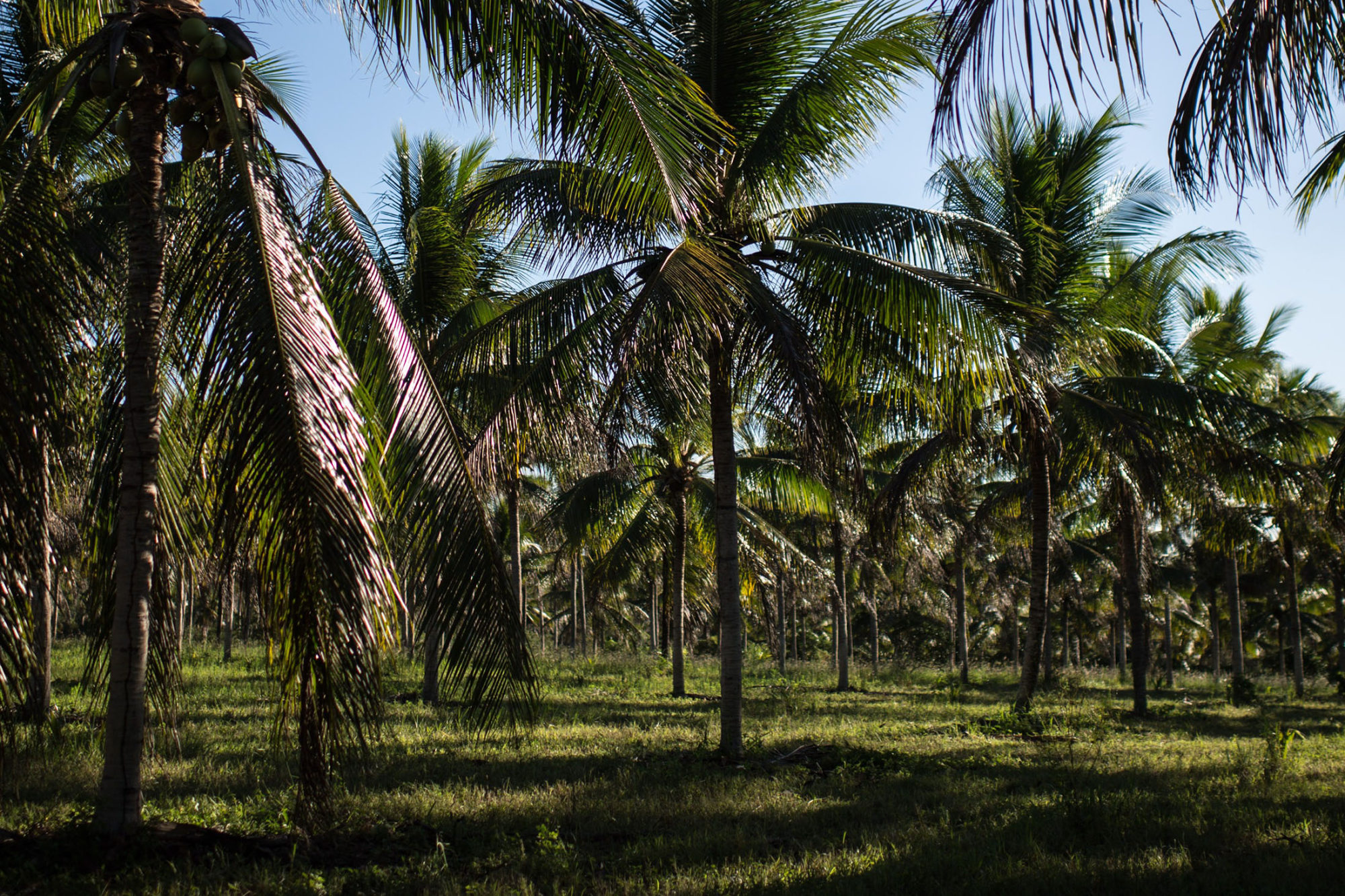 1501490397_coconut plantation hp social