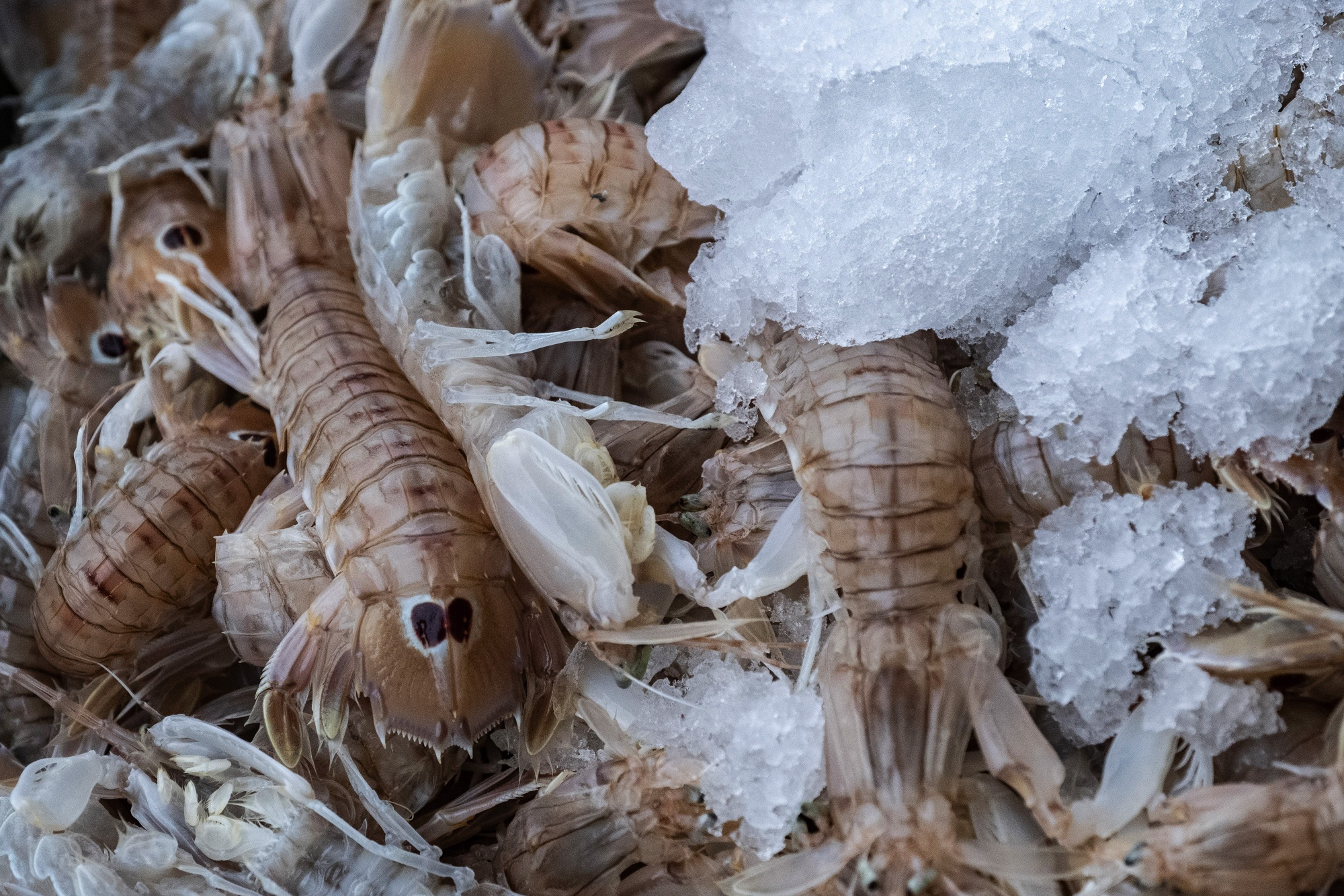 In August 2020, packaging of frozen shrimp brought in from Ecuador tested positive for&nbsp;coronavirus.