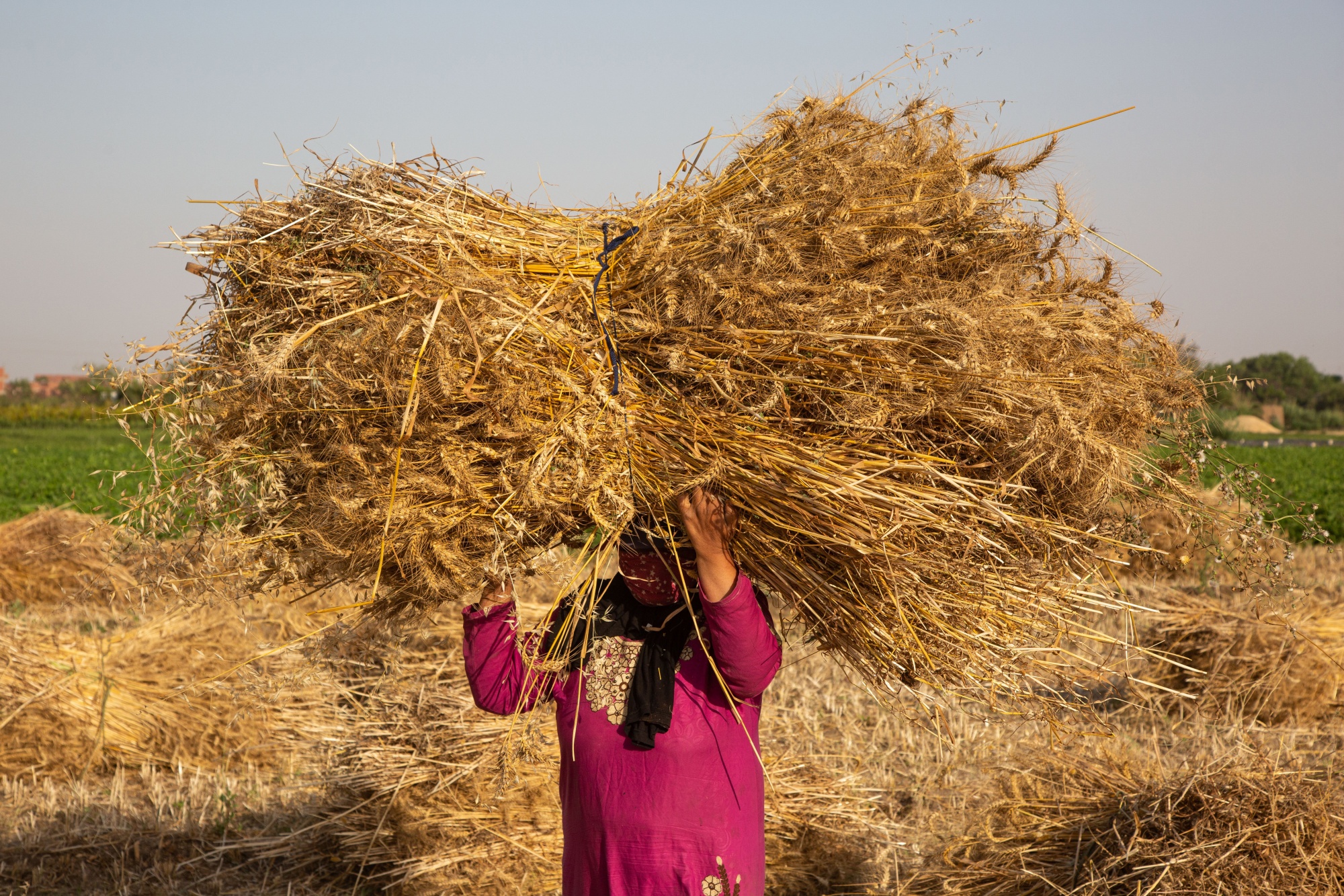 Harvested wheat on a farm in Izbat Makina, Egypt.&nbsp;