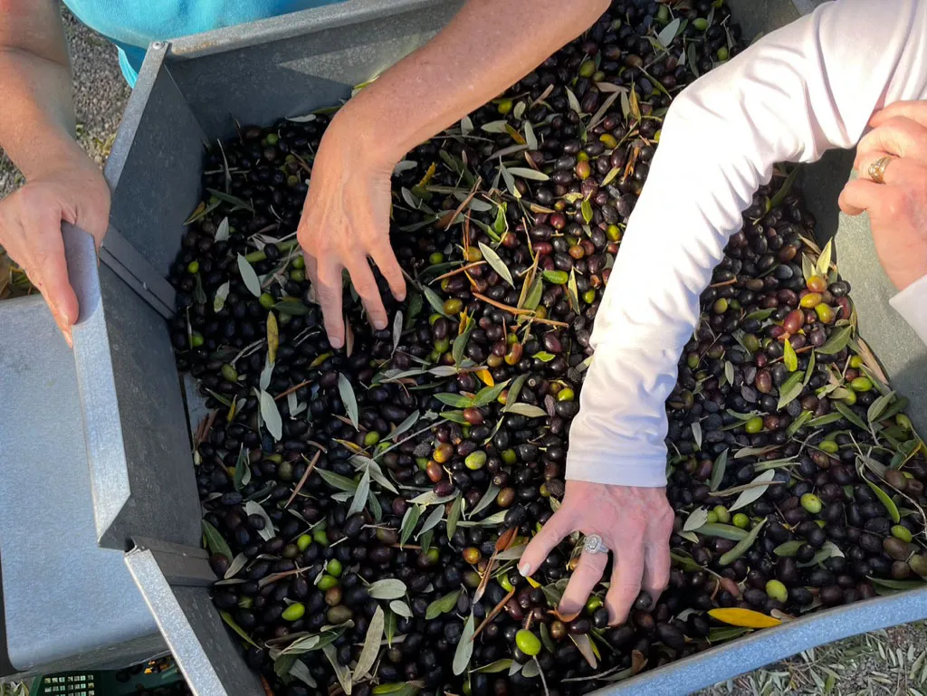 Harvested olives at the&nbsp;I Moricci farm in Tuscany, Italy.
