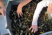 Harvested olives at the I Moricci farm in Tuscany, Italy.