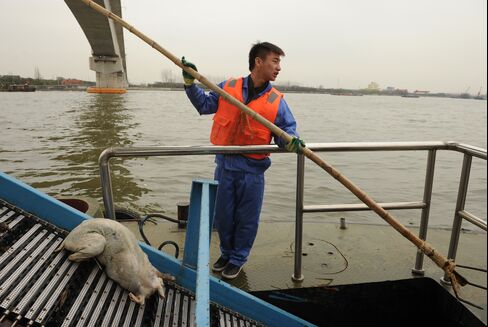 Shanghai Races to Clean River Where 2,800 Dead Pigs Were Found