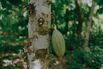 Ghana_Cocoa_05