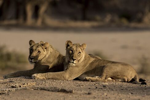 Two of the "musketeers" in the Namib Desert.