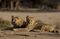 travel-namibian-desert-lions-bloomberg-12