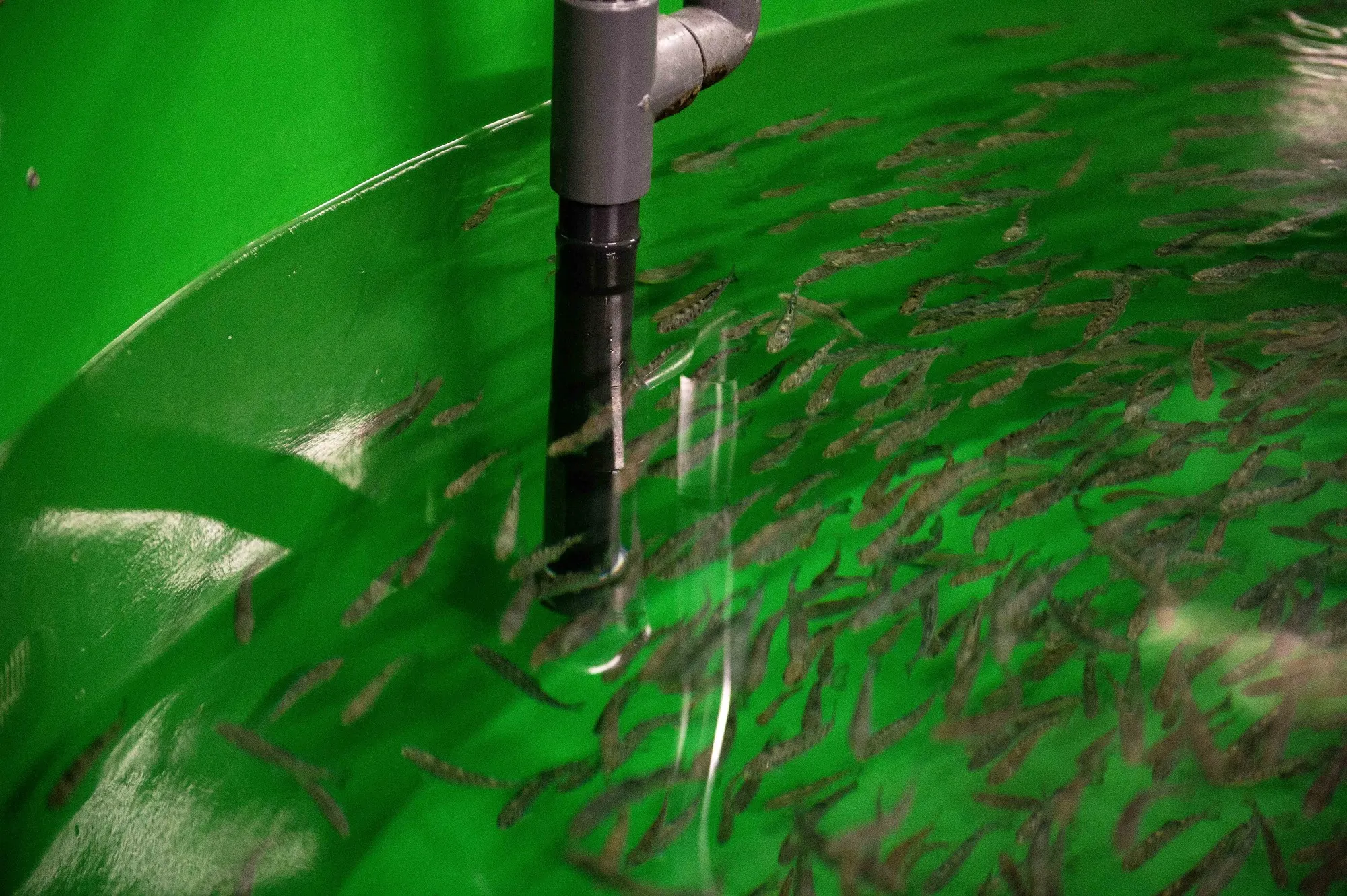 Young salmon swim in a tank at a salmon farm.