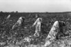Arkansas Cotton Field