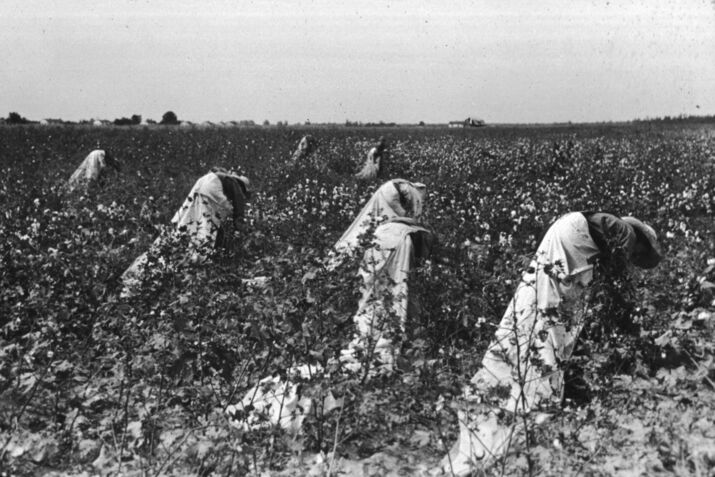 Arkansas Cotton Field