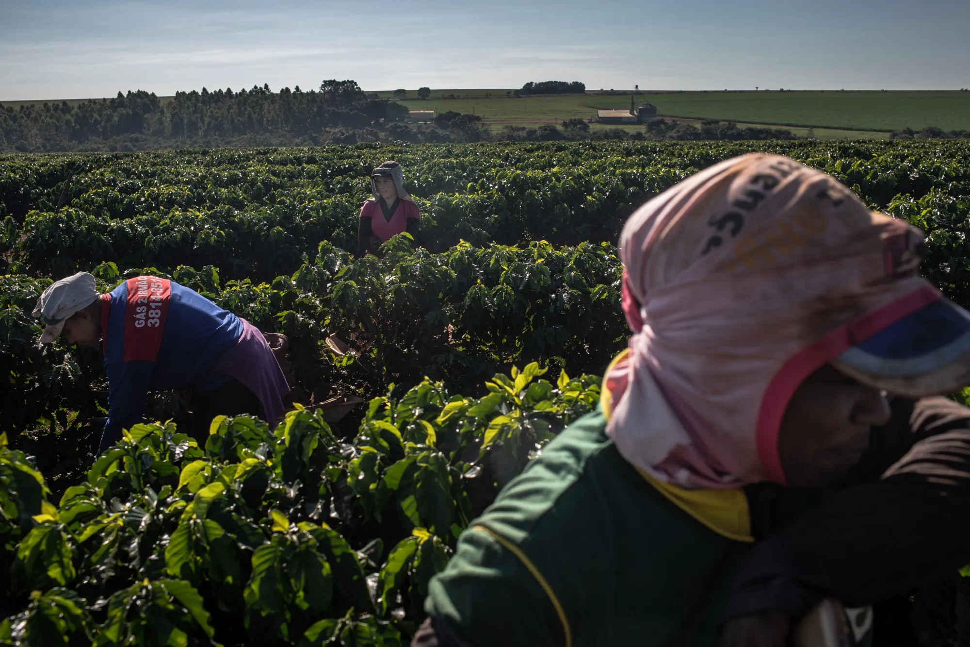 Workers harvest coffee on a farm in Carmo do Paranaiba, Minas Gerais, Brazil.