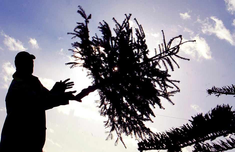 A man prepares Christmas trees for recycling in Britain.