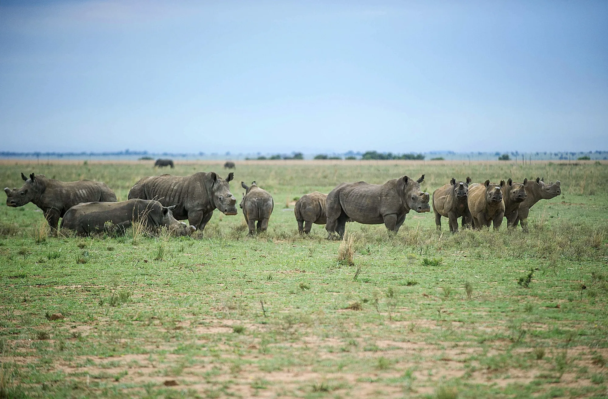 De-horned rhinos&nbsp;at John Hume's Rhino Ranch near Klerksdorp, South Africa.
