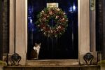 Larry the 10 Downing Street cat sits on the step of 10 Downing Street in central London on December 23, 2020.