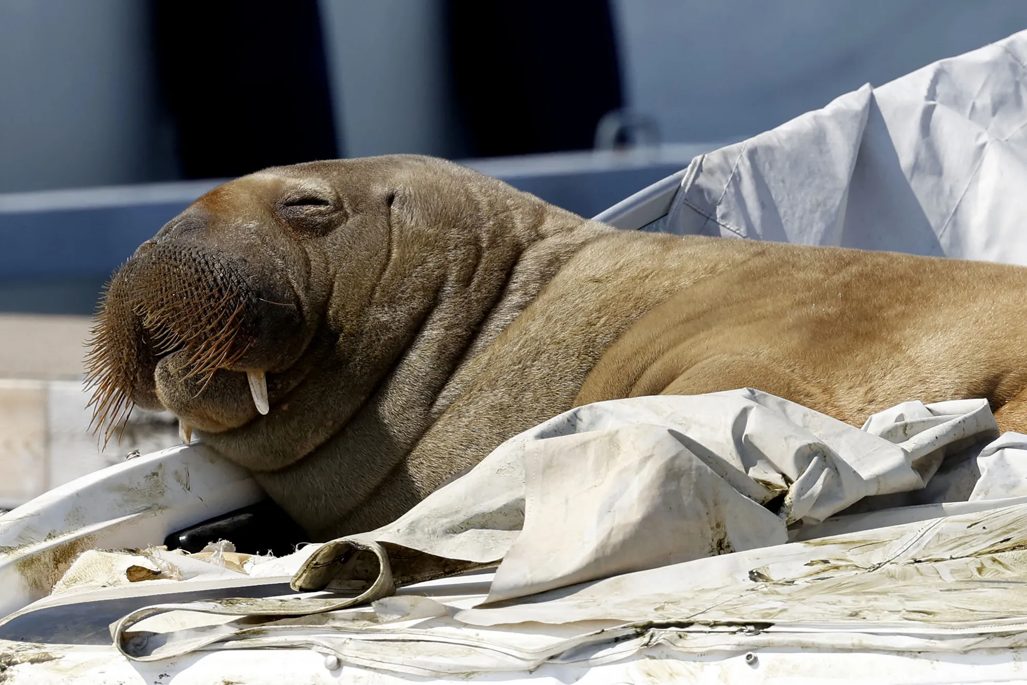 Freya the Walrus That Drew Oslo Crowds Euthanized - Bloomberg