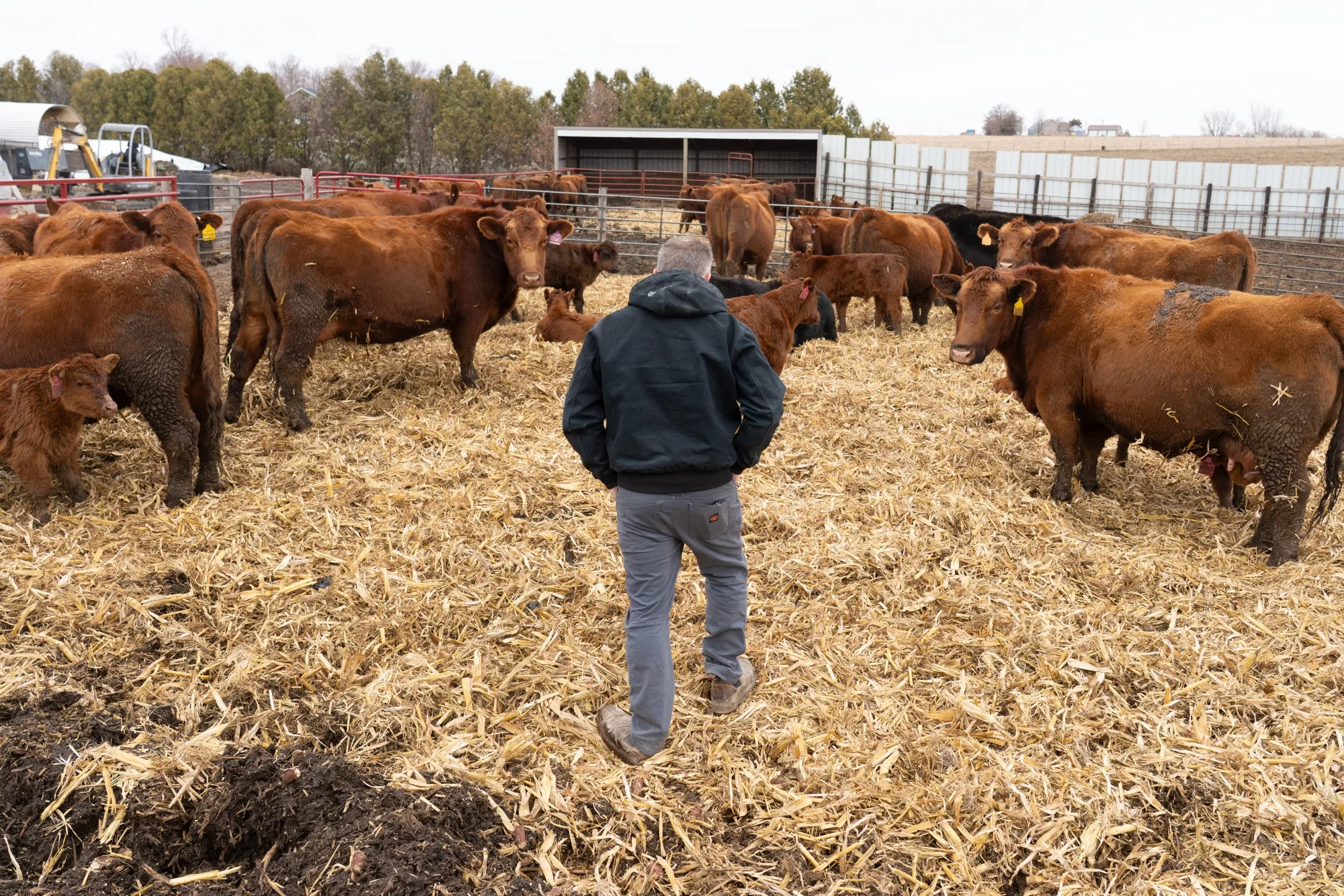 A farmer tends to cattle on a farm in Vinton, Iowa.