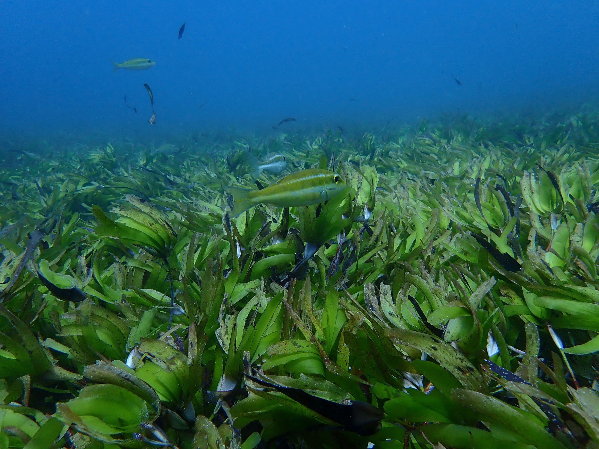 Seagrass meadows absorb less carbon dioxide than thought