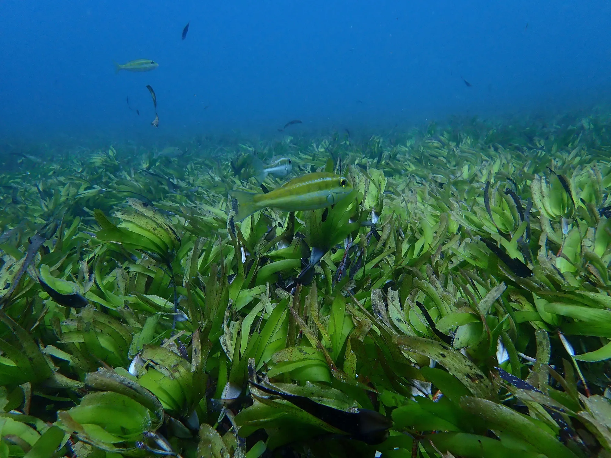 Seychelles seagrass.