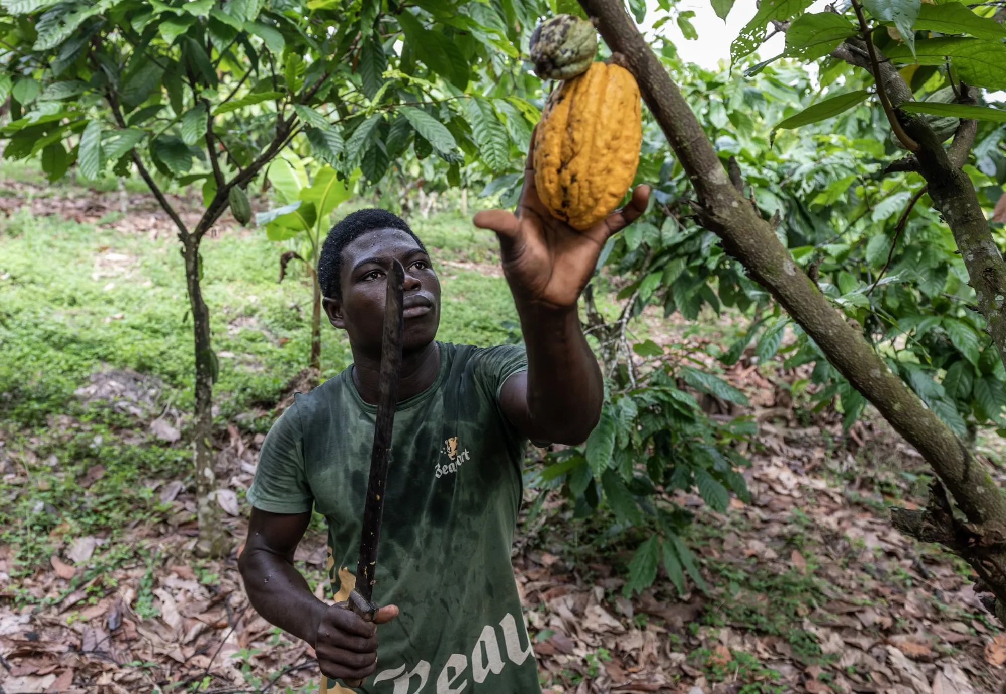 A worker cuts down cocoa pods on a farm in Ivory Coast.