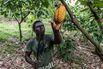 Cocoa Farming as Good Weather Boosts Harvest in Ivory Coast