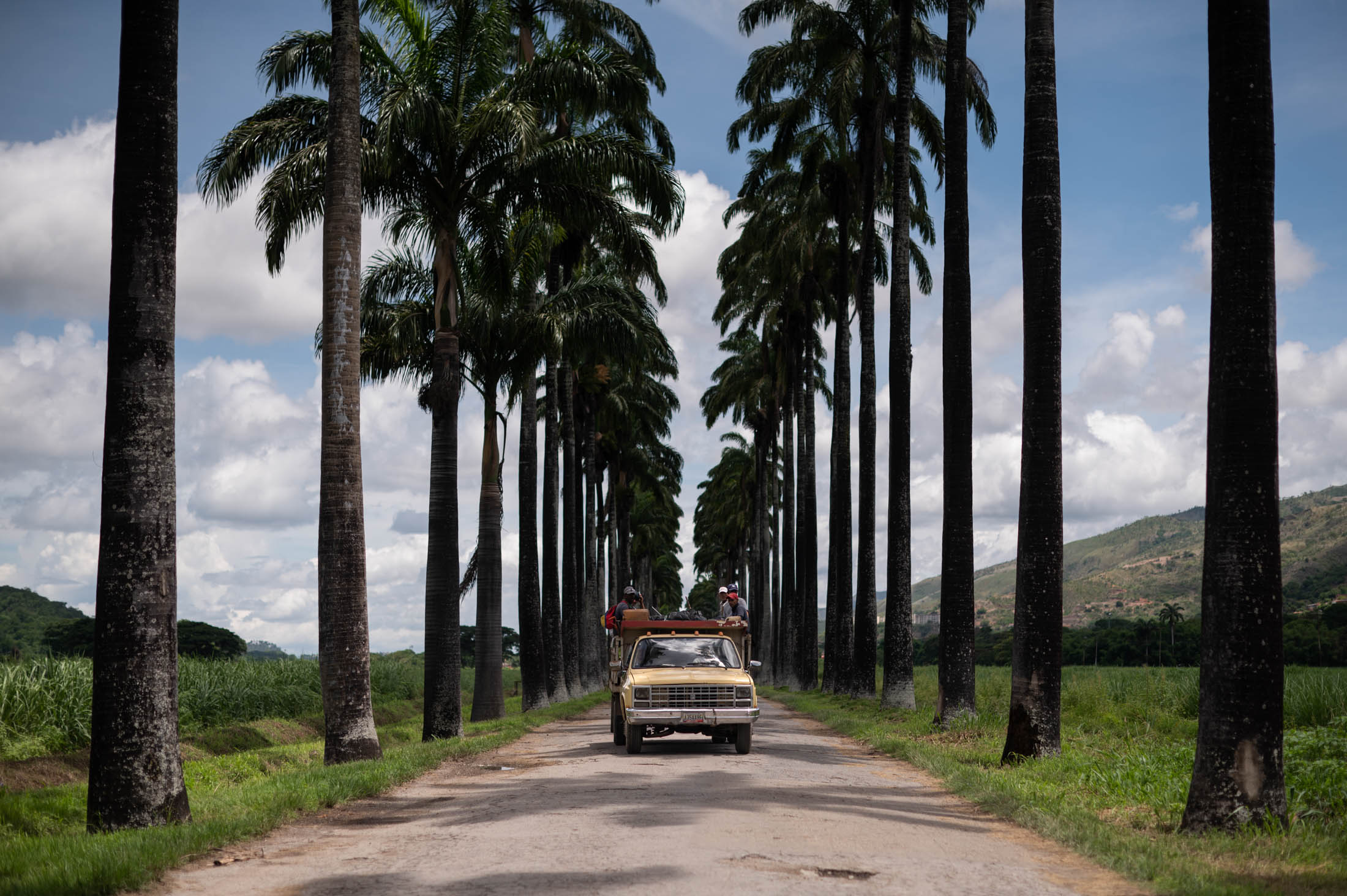 Workers drive pass a sugarcane field at the distillery. (Gaby Oraa/Bloomberg