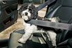 Next in New Jersey: Pets Buckle Up?