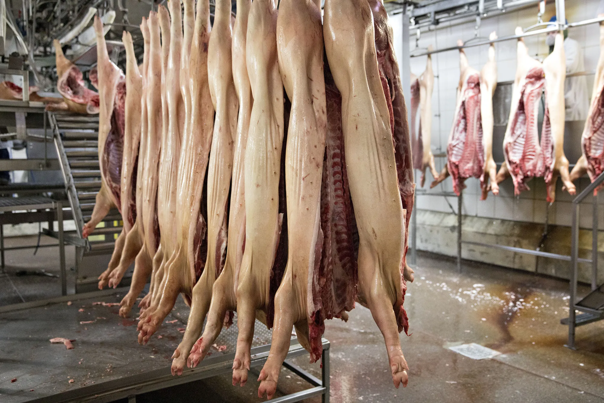 Pork Processing At A Smithfield Foods Plant