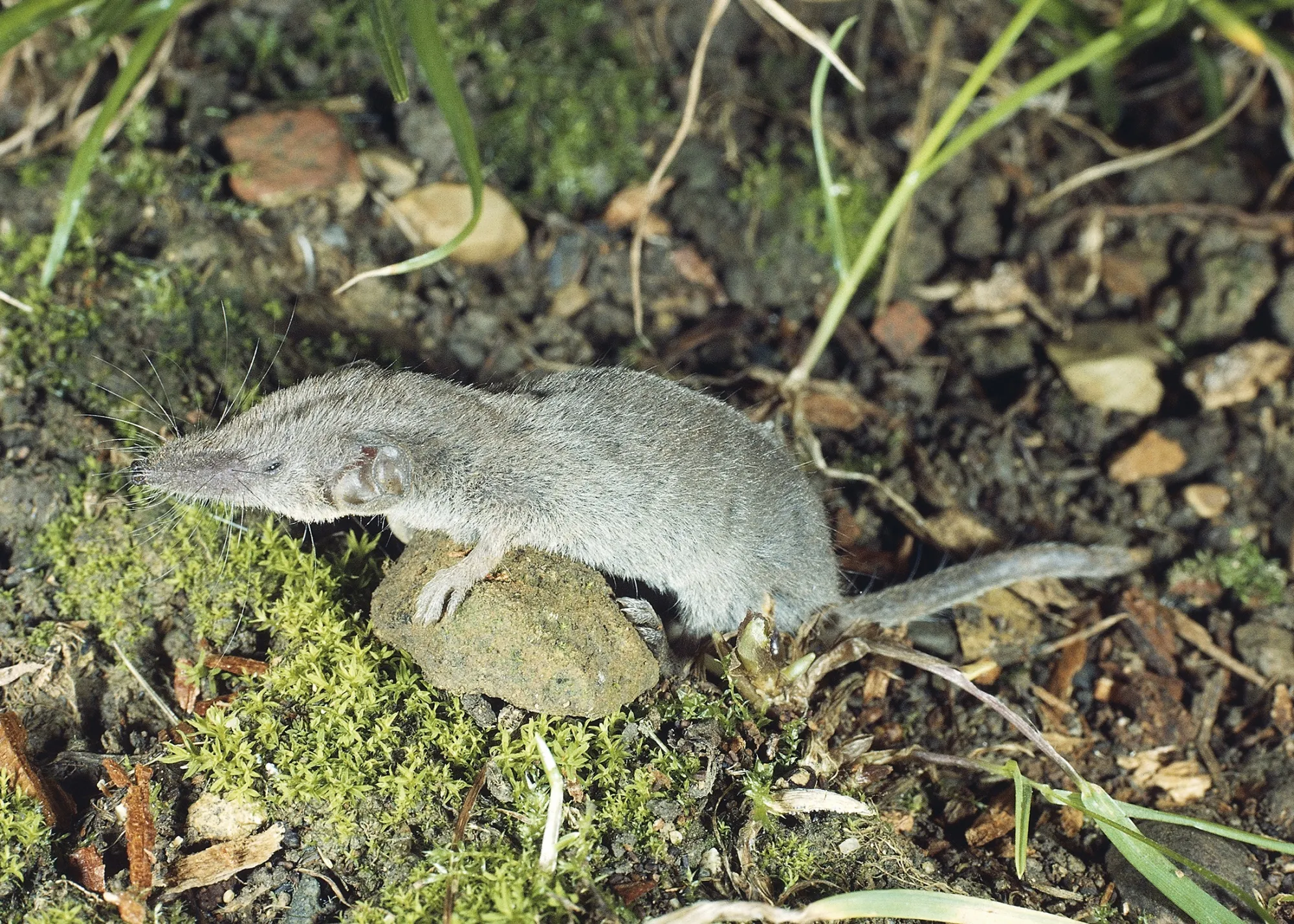 A Shrew.