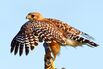 The Fed’s Pivot Is the Opposite of Hawkish