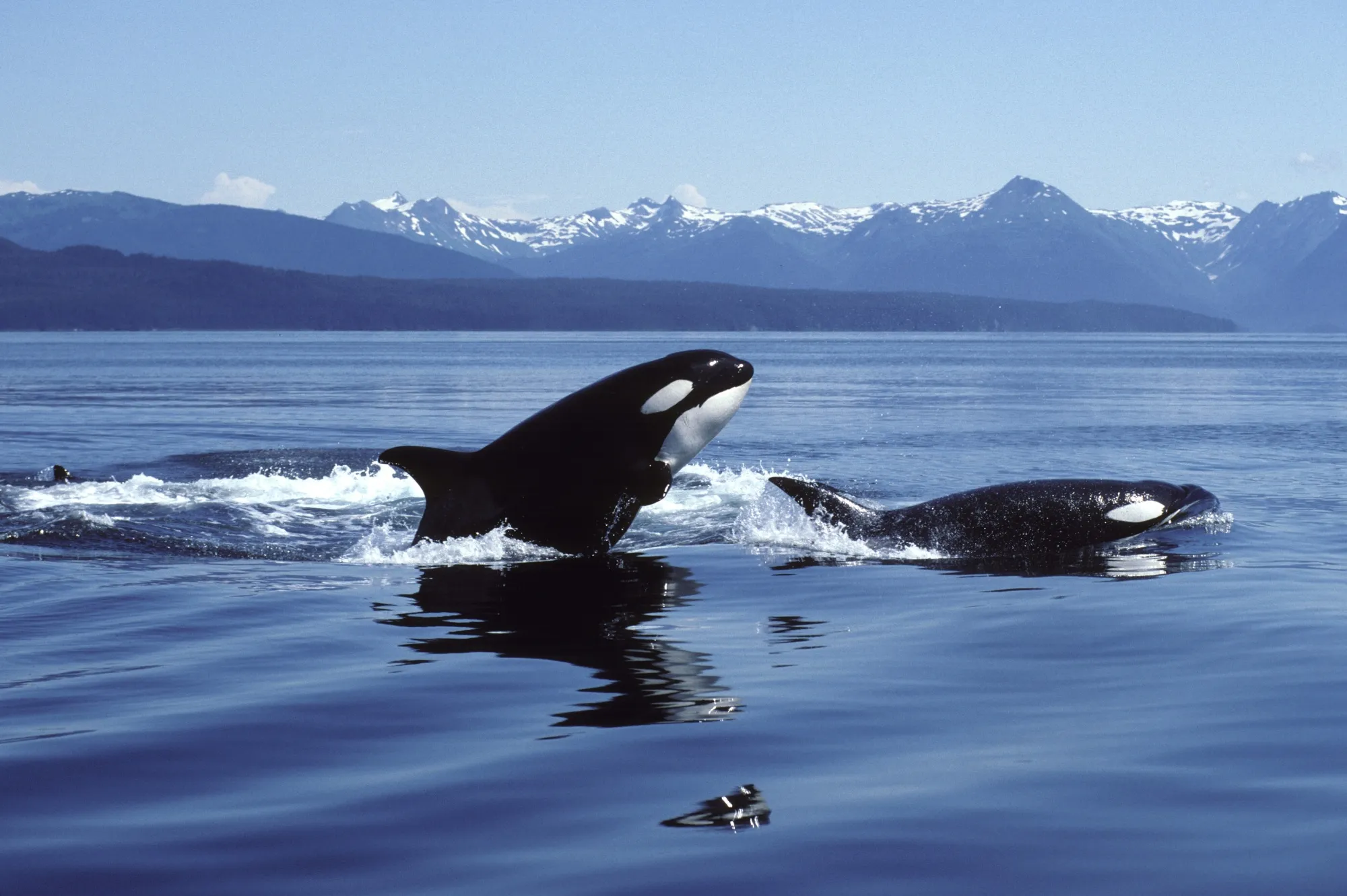 Killer whales shown breaching in southeast Alaska. An ocean&nbsp;startup has a unique plan to clean up carbon.