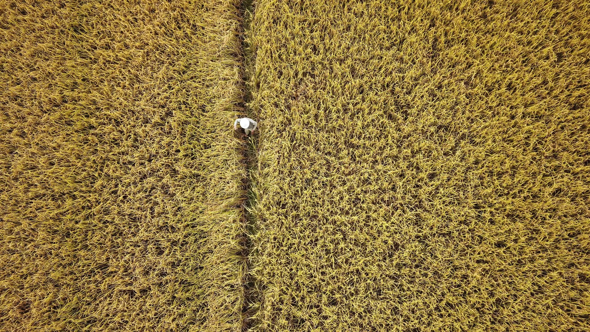 A farmer walks through a rice paddy in this aerial photograph taken on the outskirts of Wenzhou, China, on Friday, Oct. 26, 2018.&nbsp;