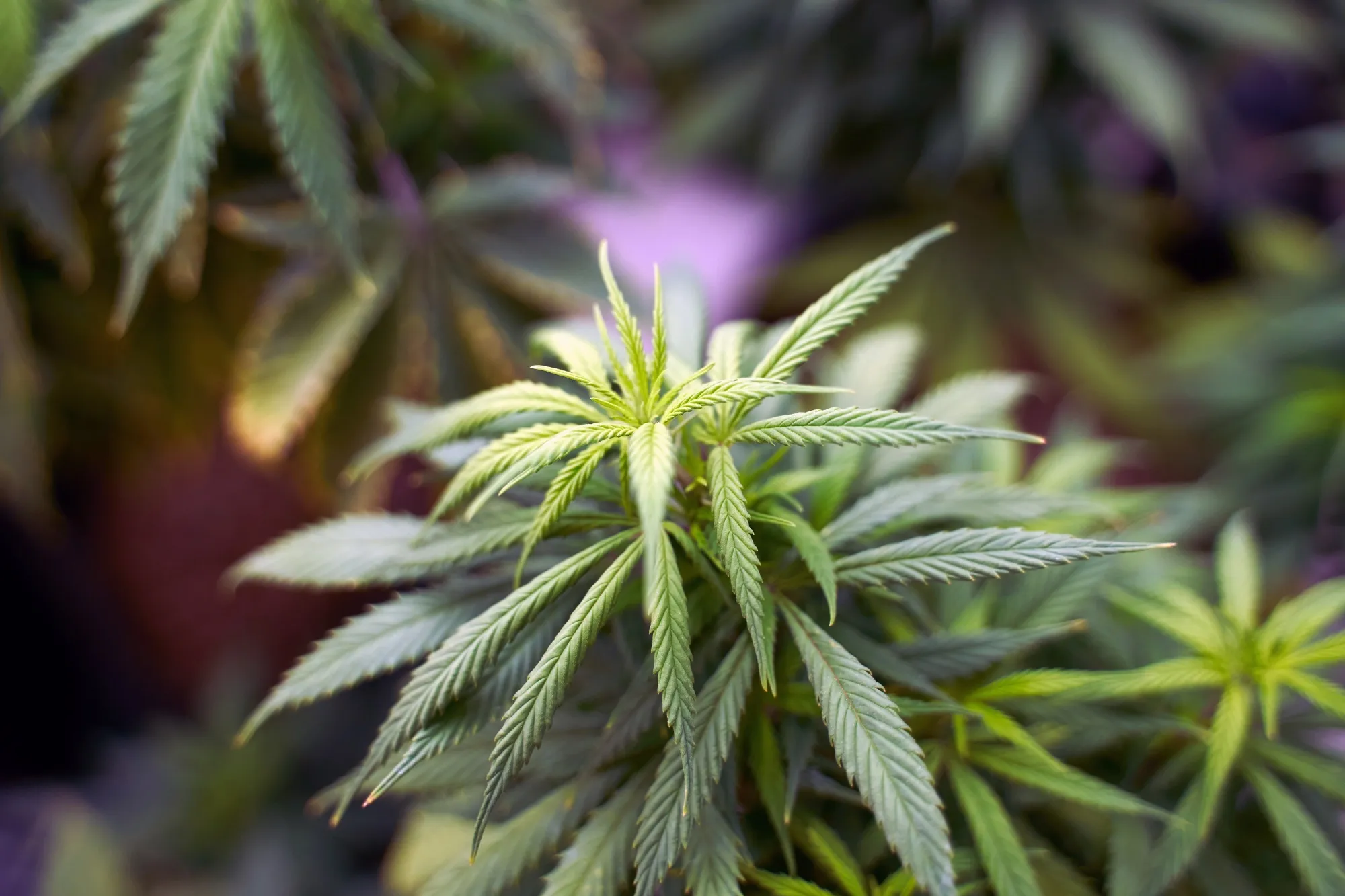 Mexico Cannabis Legalization Hits Unexpected Snag in Senate