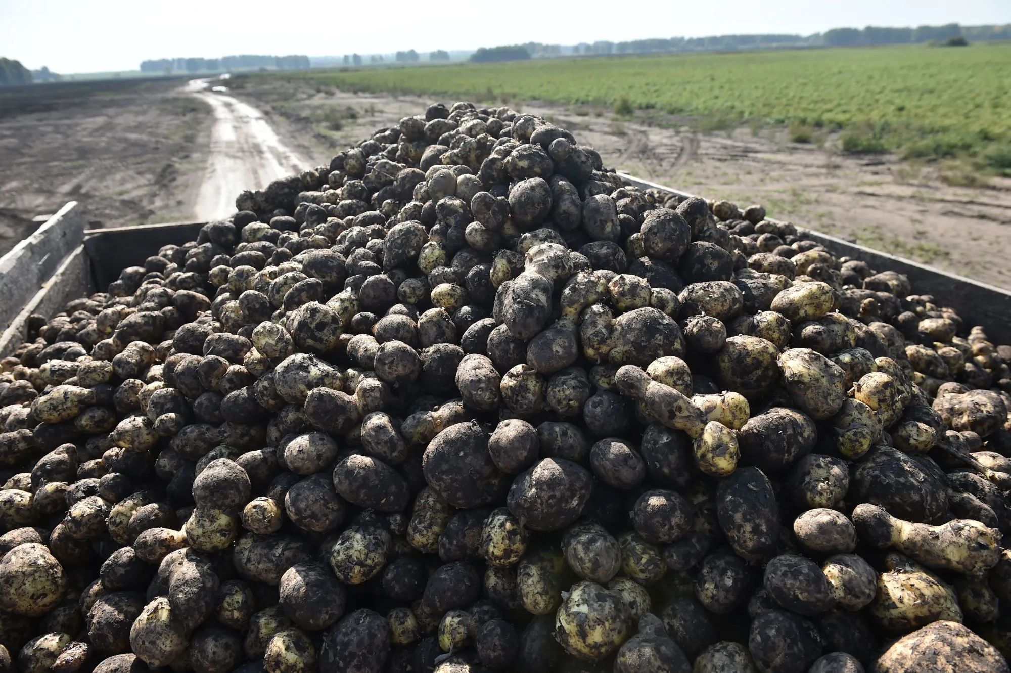 Harvested potatoes in a field in the Siberian Novosibirsk region.