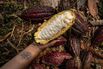 Cocoa Extends Slump to 21-Month Low on Robust Ivorian Supplies