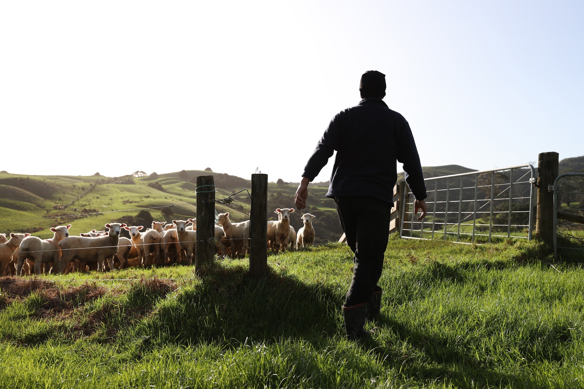 New Zealand Opposition Party Unveils FarmerFriendly Agriculture Policies Bloomberg